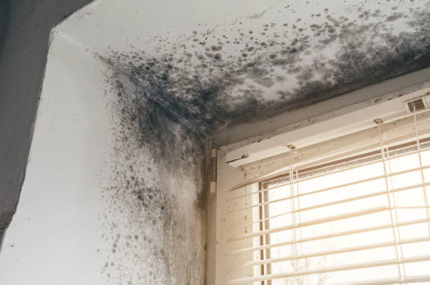Affordable Mold Remediation solutions in Boykins, VA